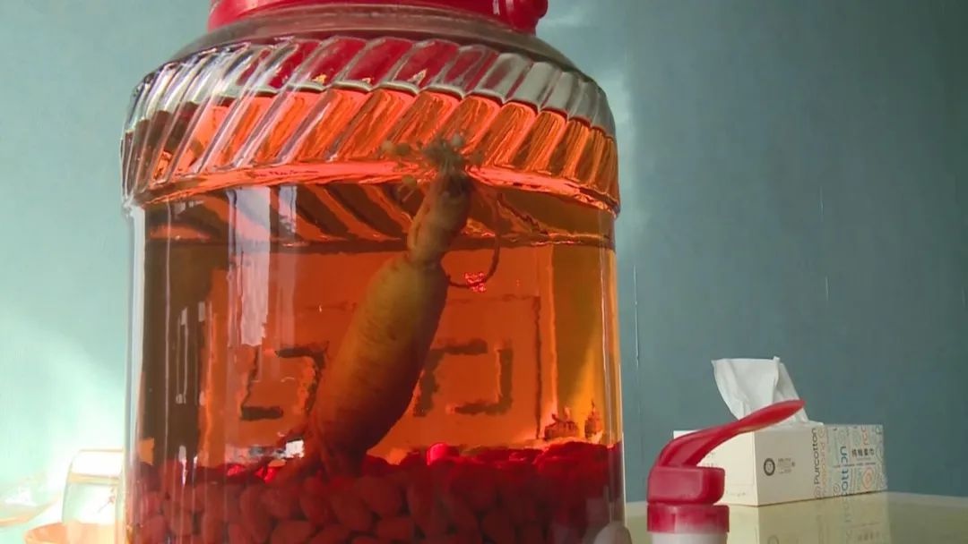 稀奇!泡酒的人参,竟然开花了