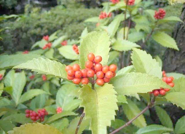 的多样别名与功能解析