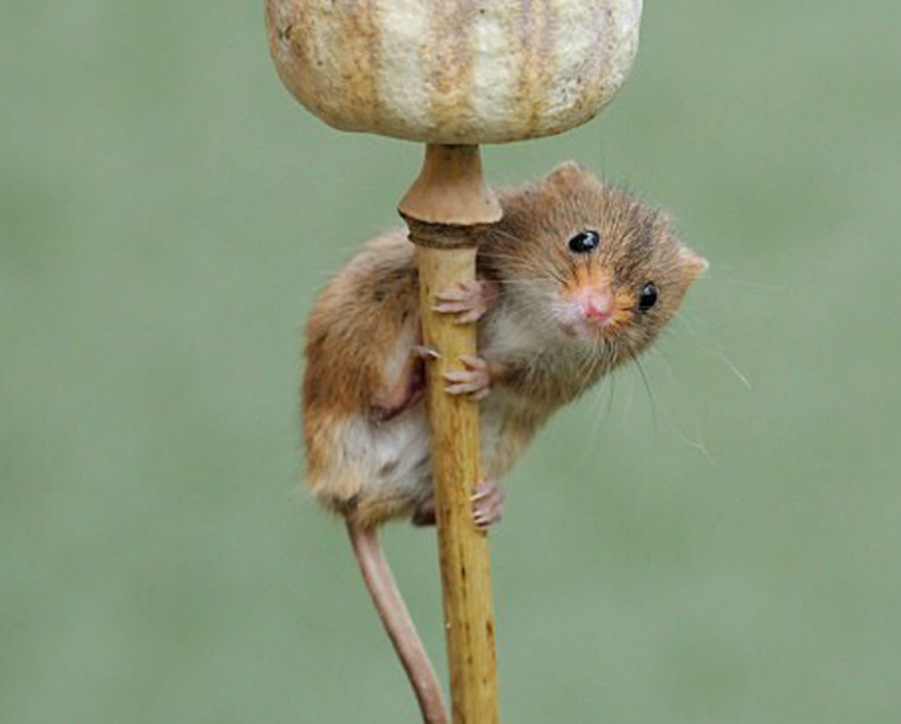 睡鼠的寿命有多久?