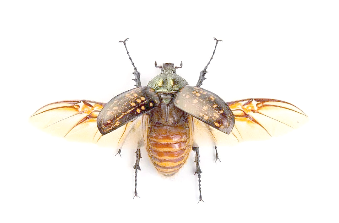 鞘翅目昆虫:种类,特征与生命周期详解