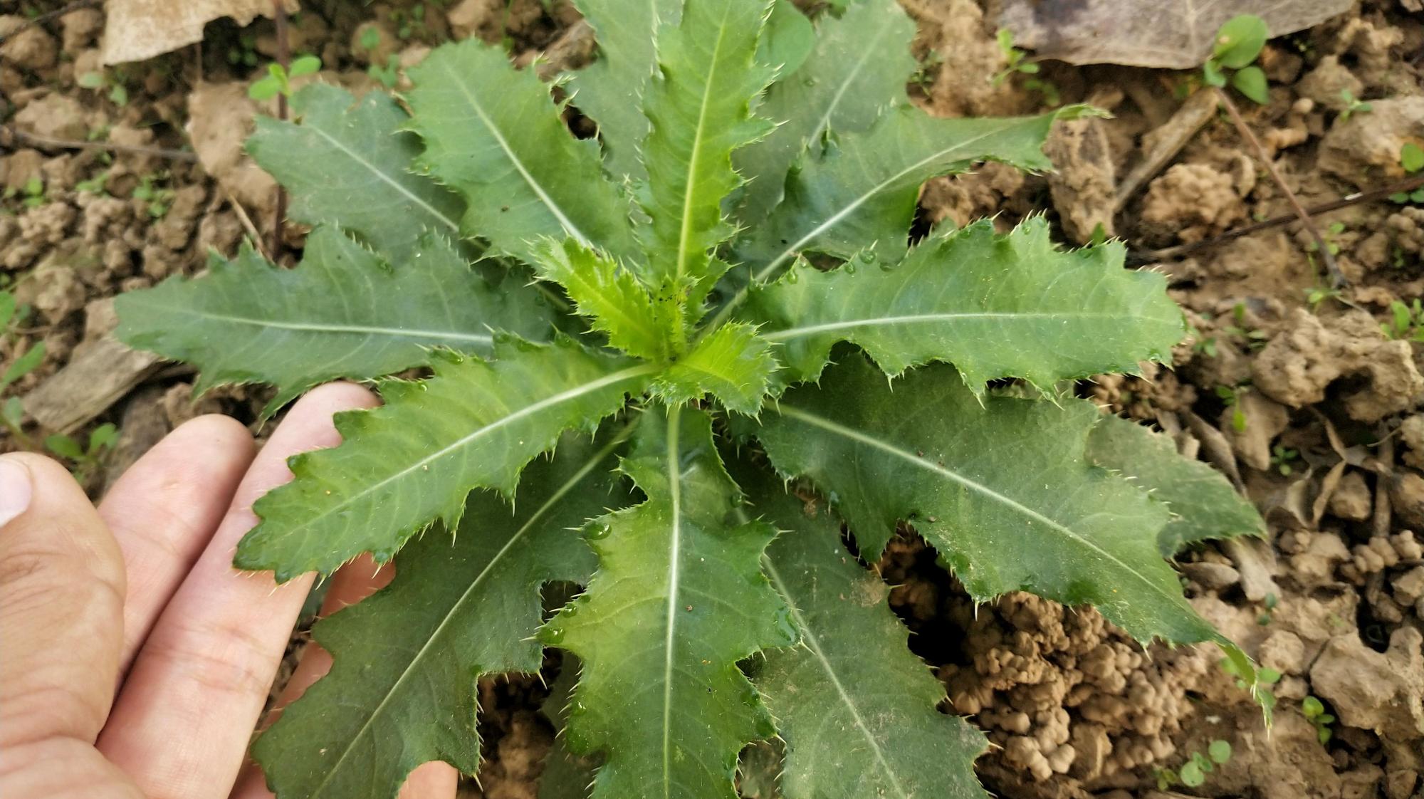 七七芽的功效价值图片图片