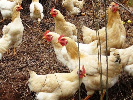 正宗三黄鸡怎么做才好吃?这个部位是关键,一文教你精准挑选