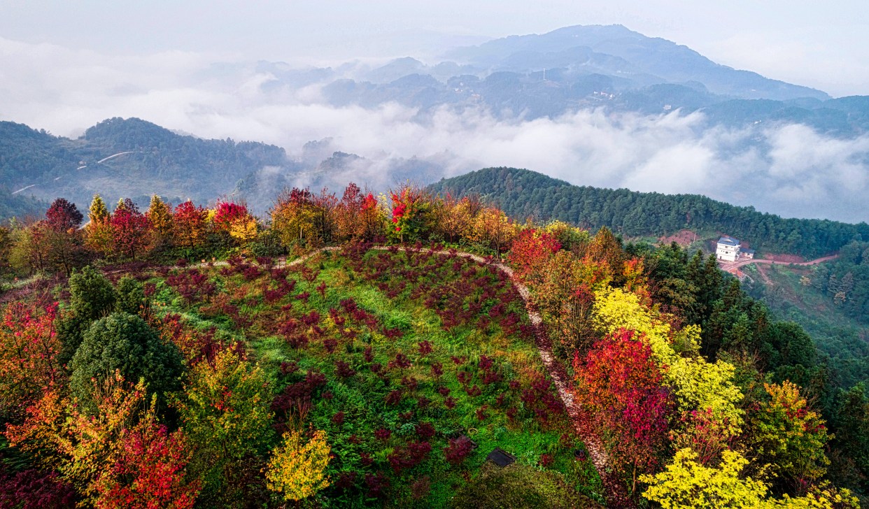重庆赏秋,一定要去这片彩色森林