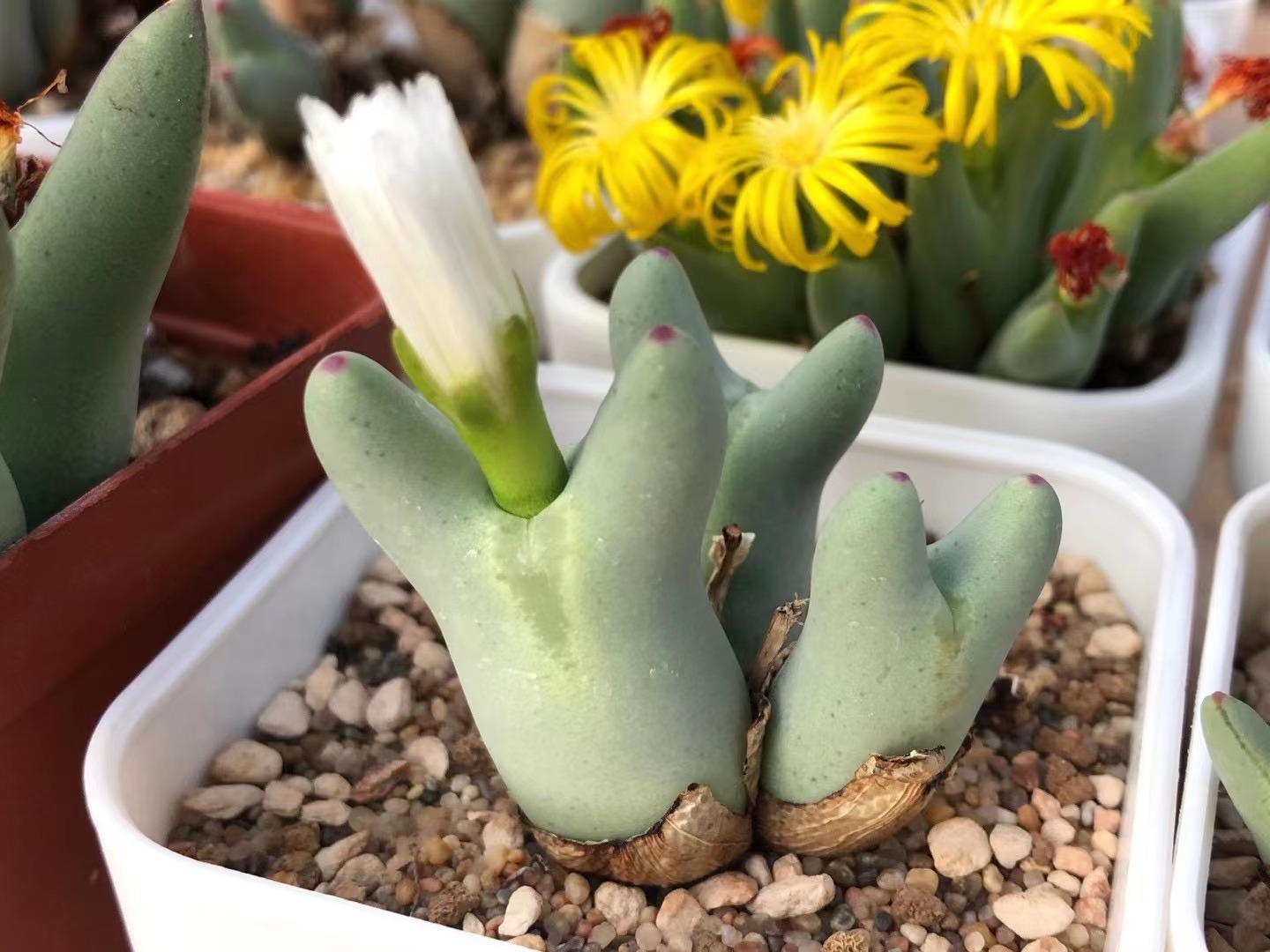 多肉植物 肉锥花 皮卡丘