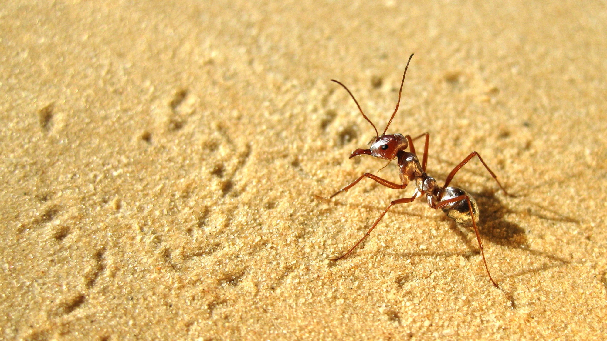 撒哈拉沙漠里的快银:和高温赛跑的蚂蚁,每天只工作10分钟