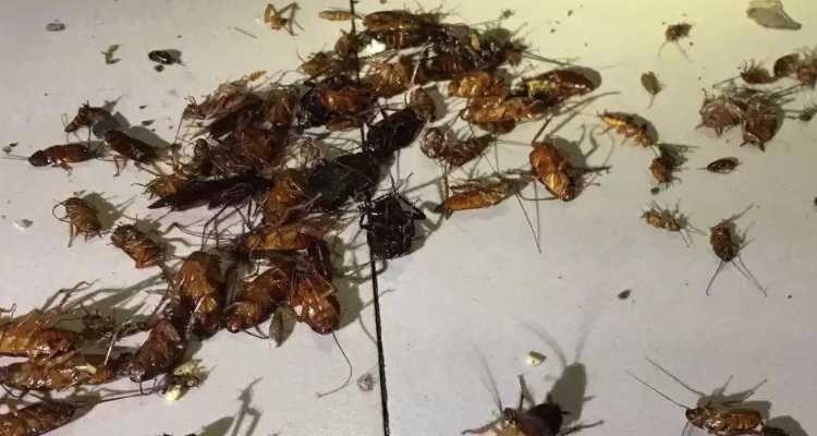 蟑螂粪便是什么样子的