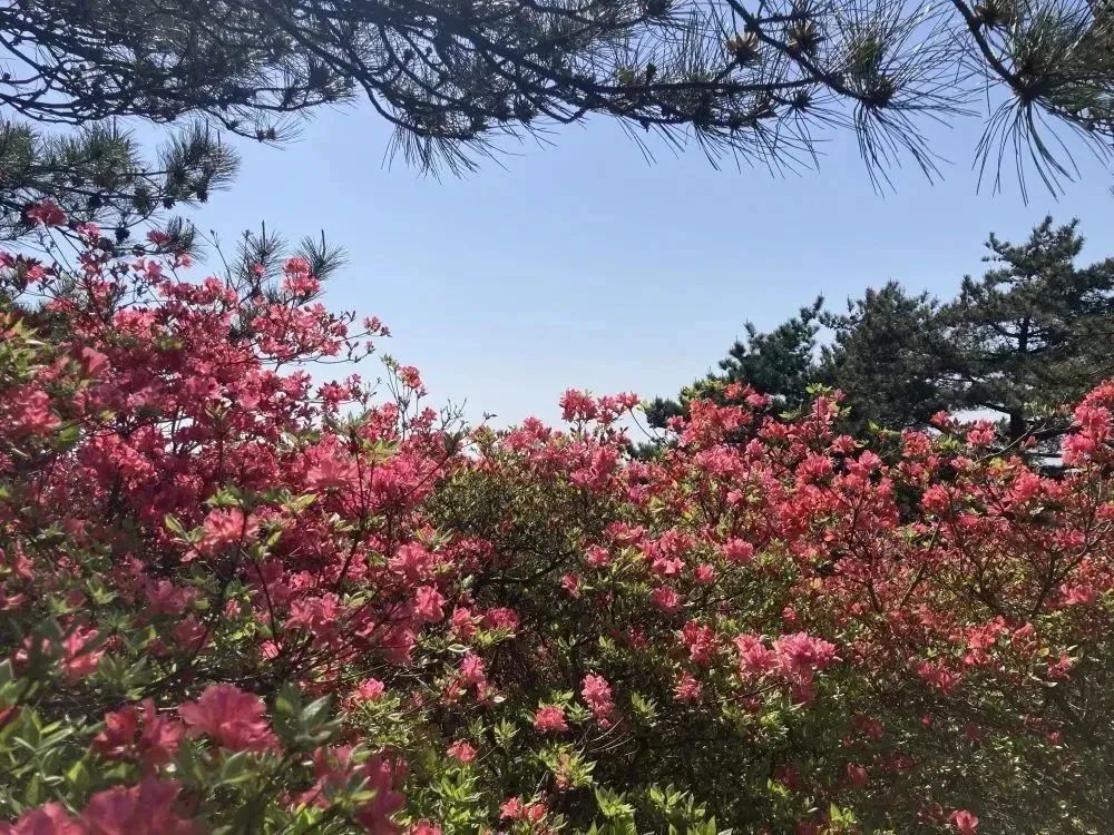 421龟峰山杜鹃花海实况