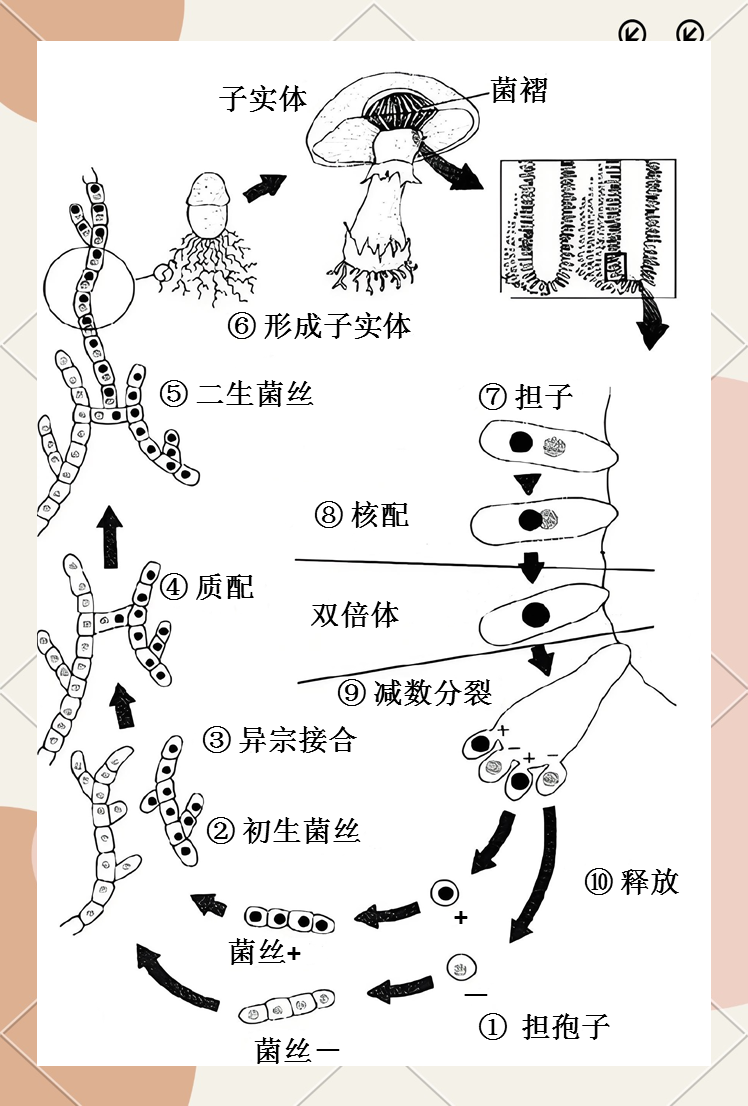 蕈菌:真核微生物中的大型子实体真菌