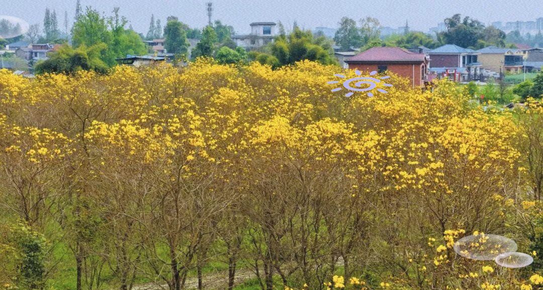 黄花风铃木有什么作用