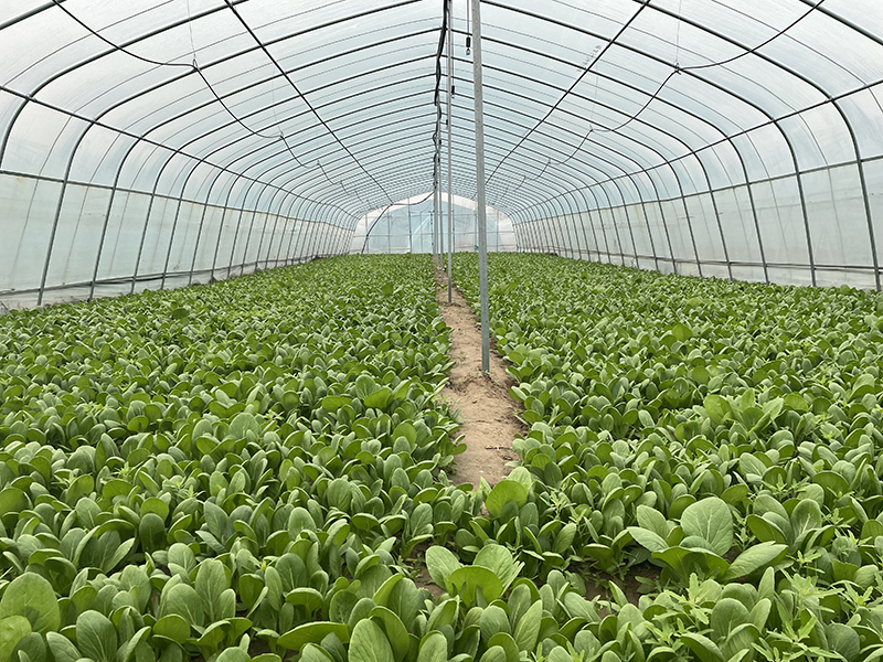 淮北相山区:推动设施农业发展 促进乡村振兴