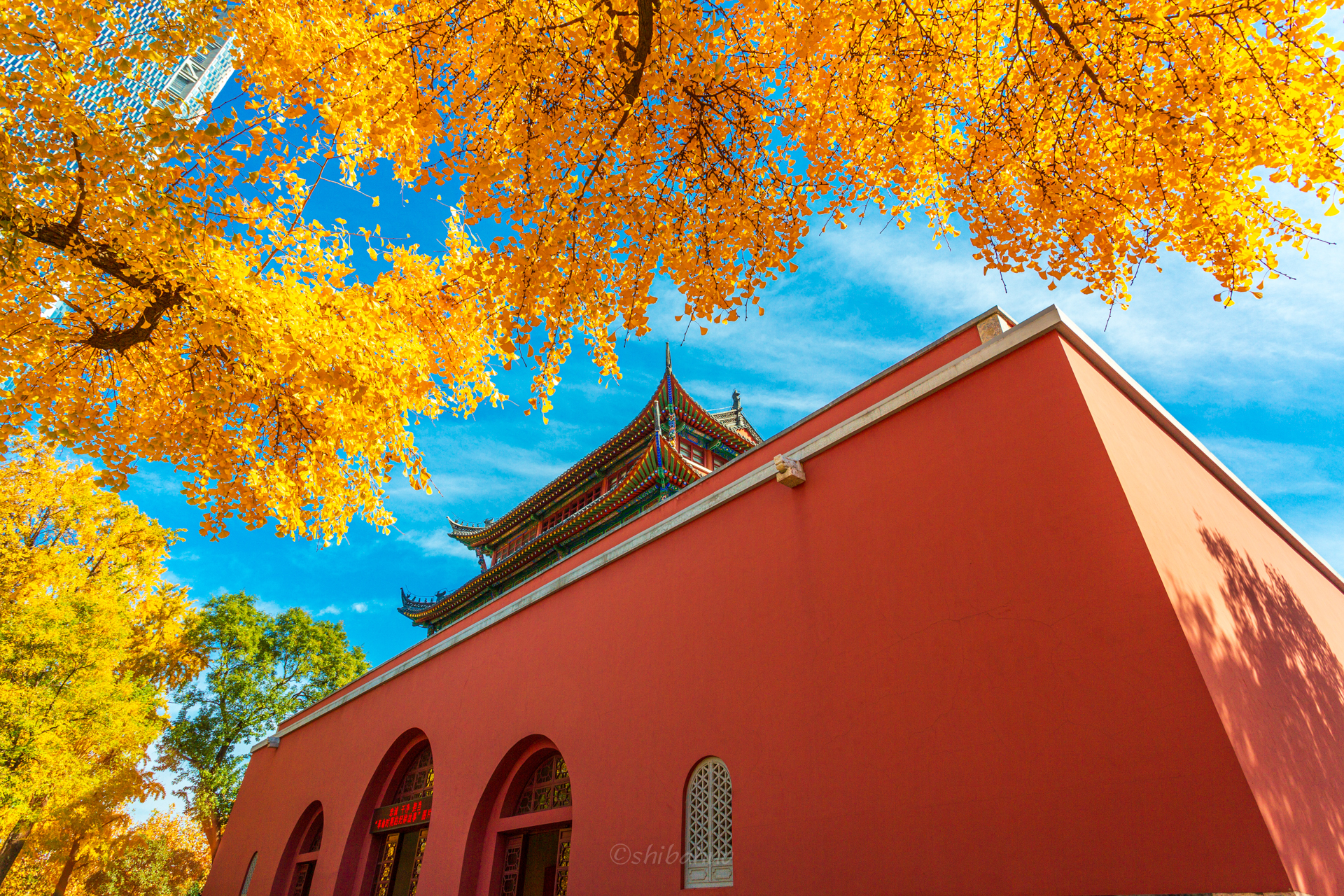 这个初冬,鼓楼公园给你一片金色世界