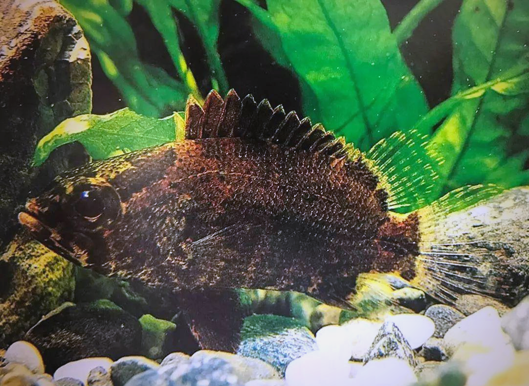 虎鱼种类繁多,你能区分它们吗?