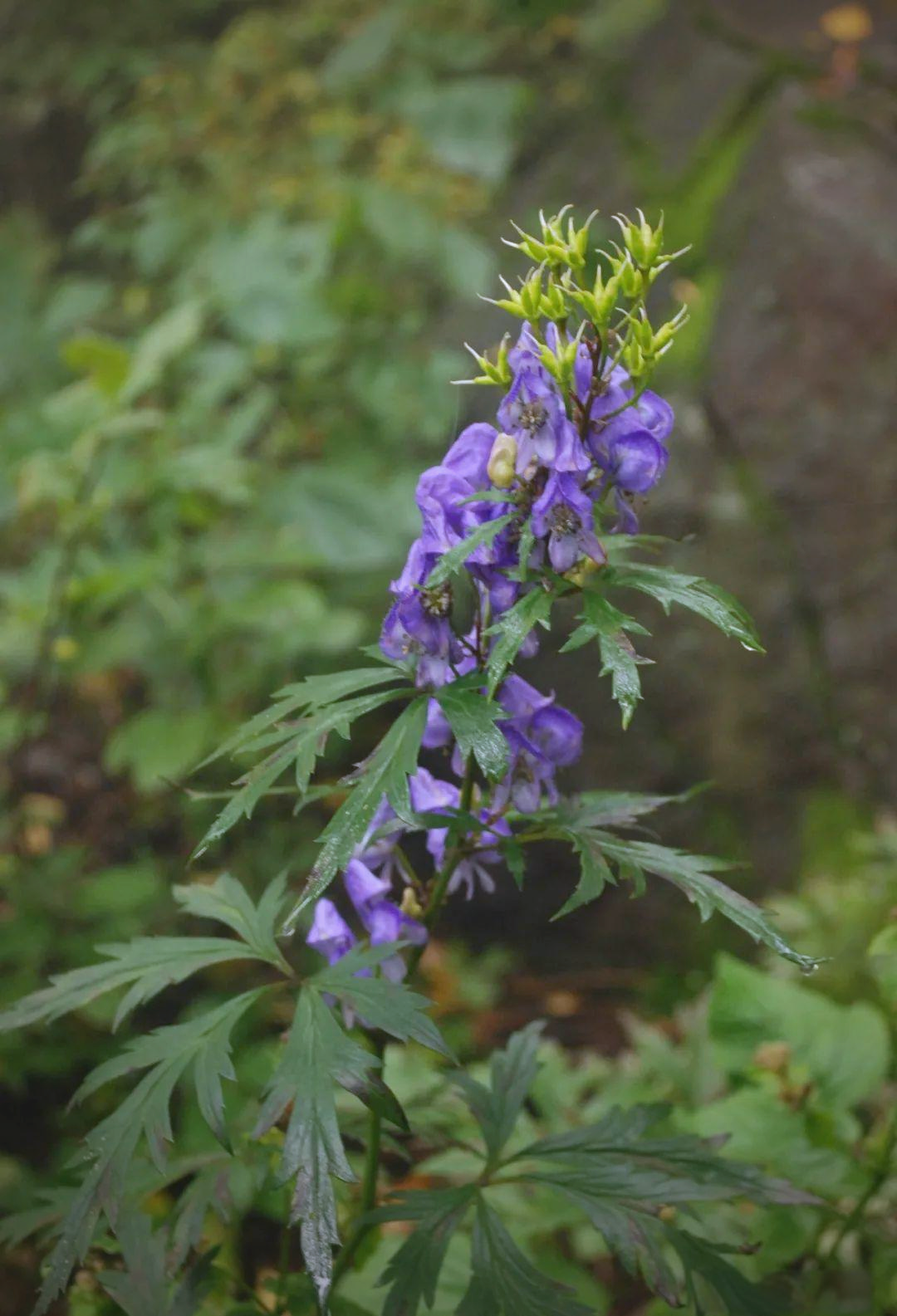 草乌的炮制,药用及辨别指南