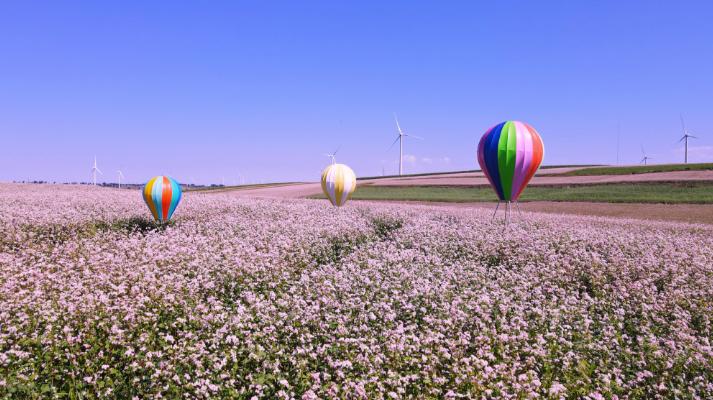 定边荞麦花儿开,三边高原景色美!