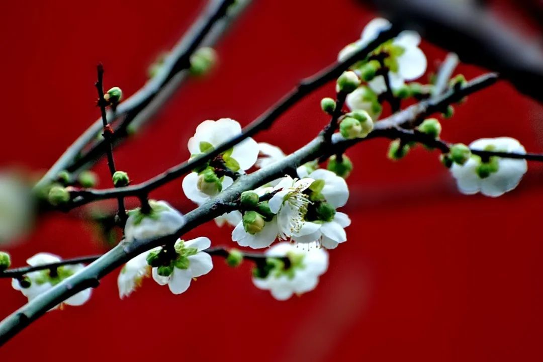 难得一见的绿梅盛放杨浦公园