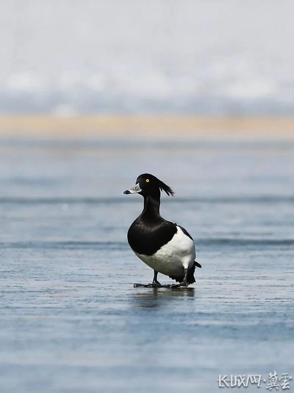 【网络力量】我是家乡代言人|凤头潜鸭飞临康巴诺尔湖