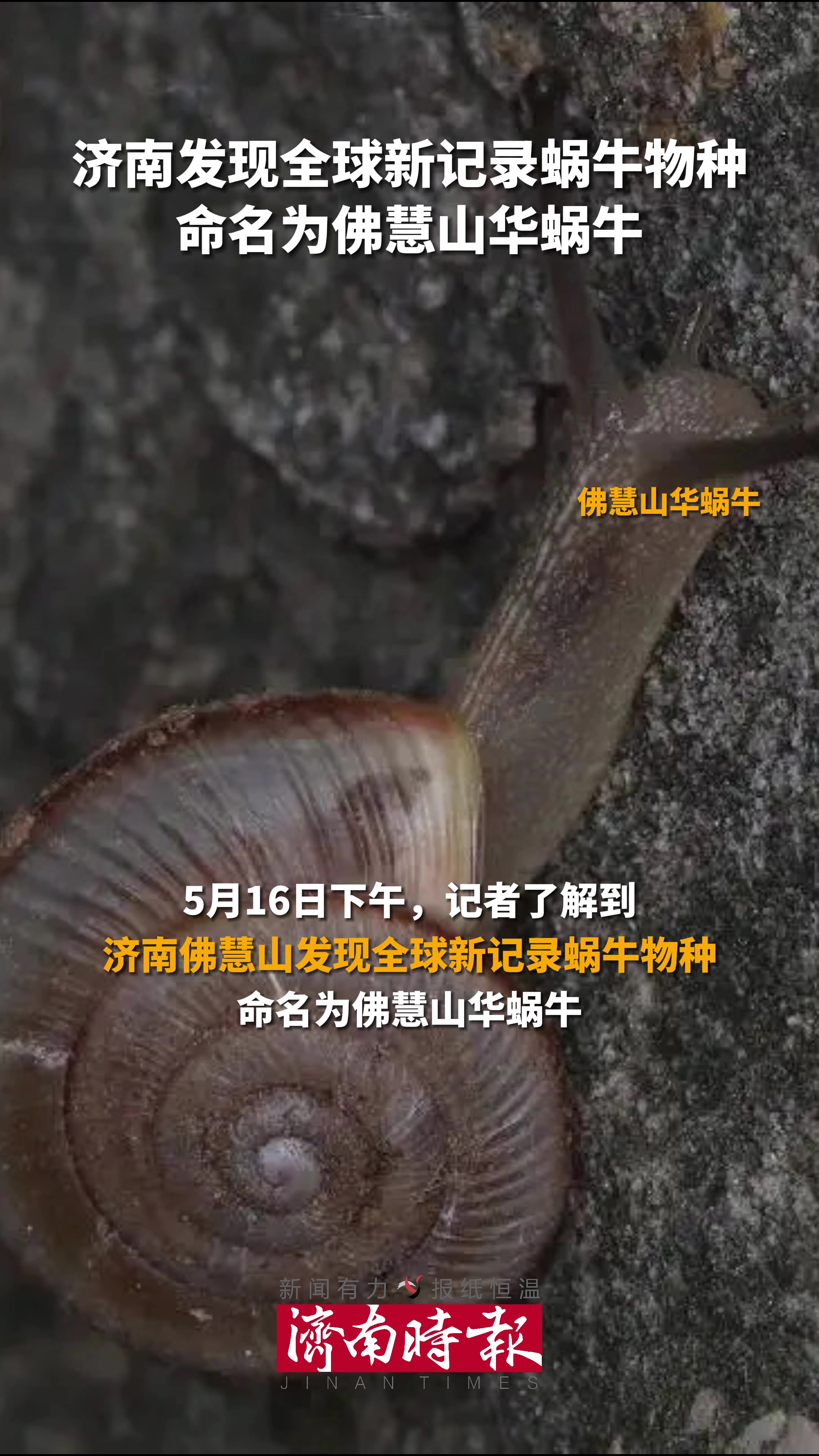 济南发现全球新记录蜗牛物种,命名为佛慧山华蜗牛