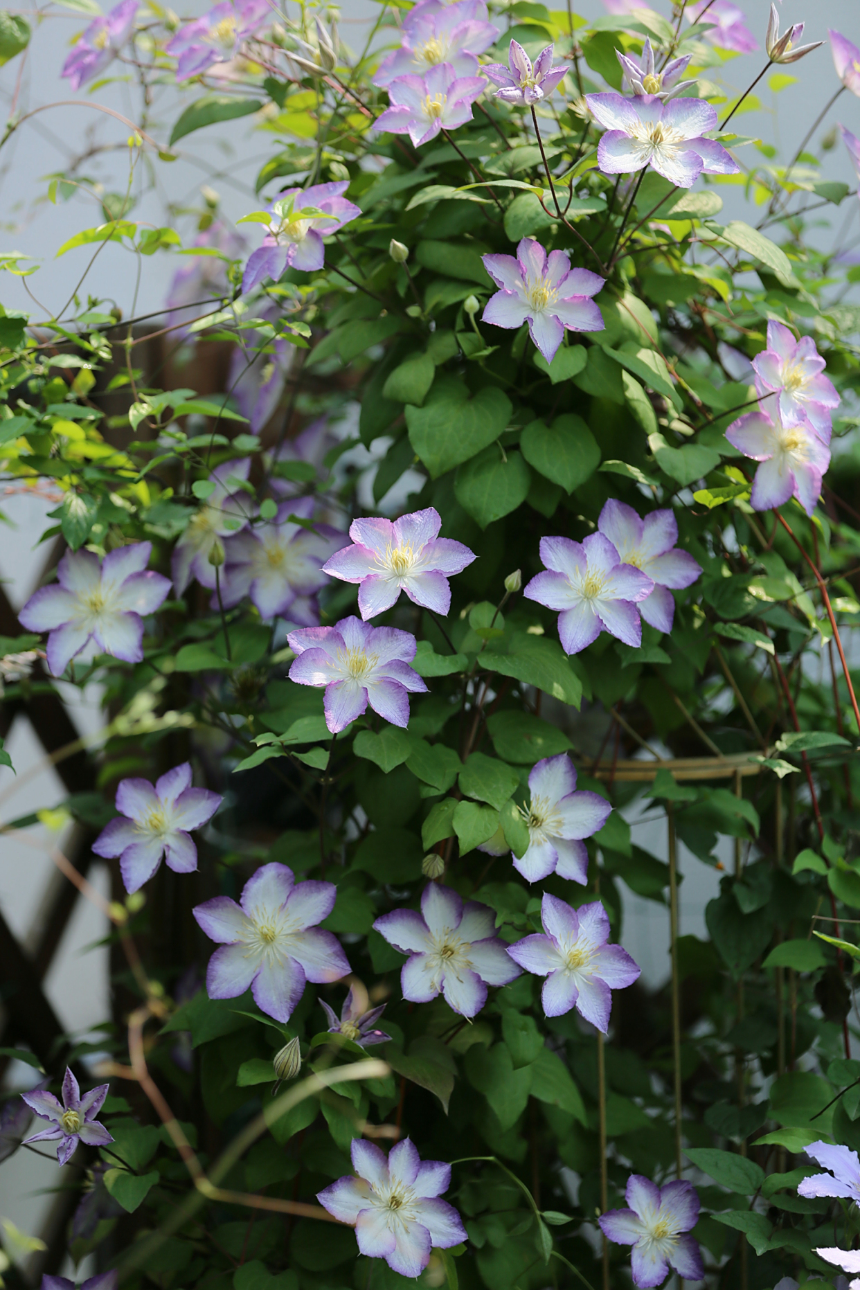 这种花名叫"幸运符,是"花卉皇后"铁线莲家族的新成员,荷兰品种