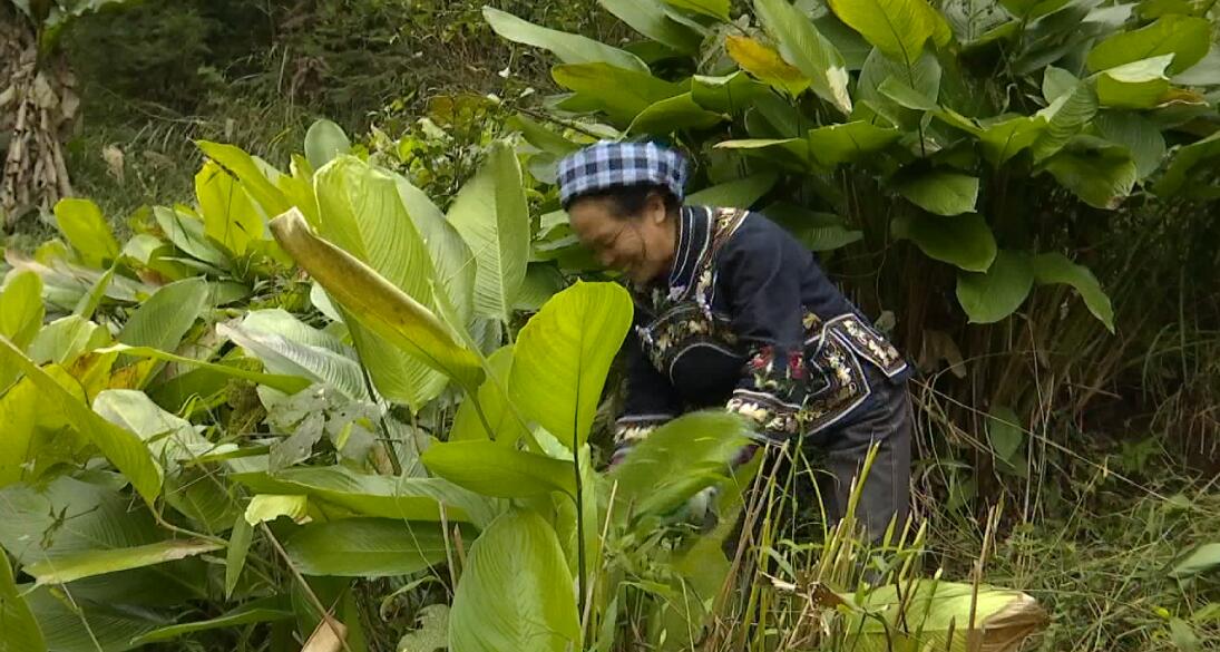 新春走基层丨供需两旺！土味大集“圈粉”不停