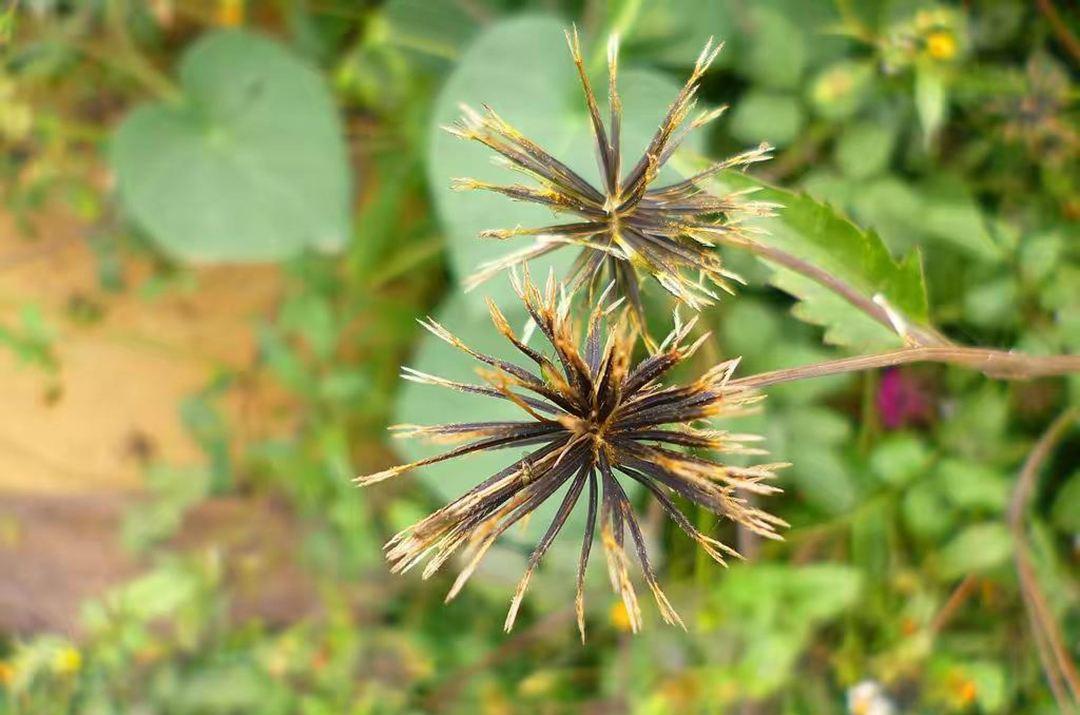 曾被当害草铲除,却不知能"降压",俗称"粘人精"