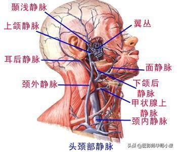 「高清彩图」头颈部动脉,静脉血及大脑联络纤维