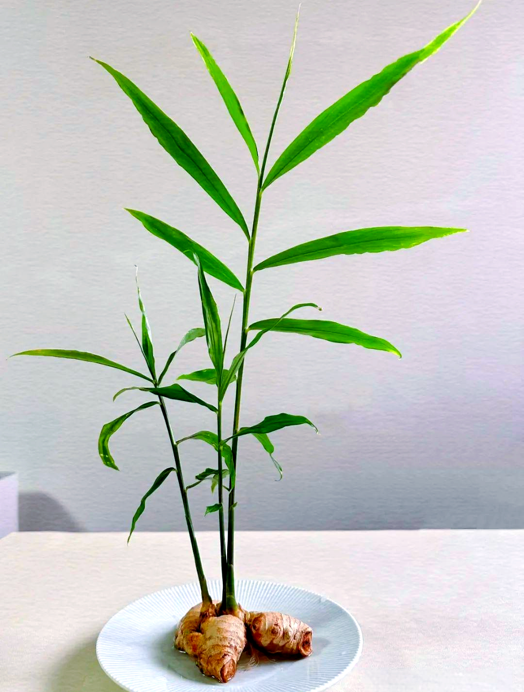 创意水培生姜:打造自家"姜山"盆景的乐趣与收获