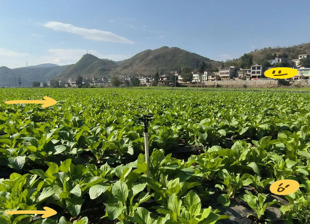 据悉,菜苔这种蔬菜一年四季均可种植,从而灵活满足市场在不同时节的