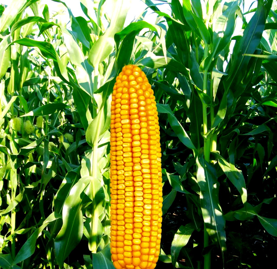东北大区迪卡玉米品种概览