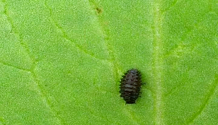 小猿叶甲的发生规律与全面防治策略研究