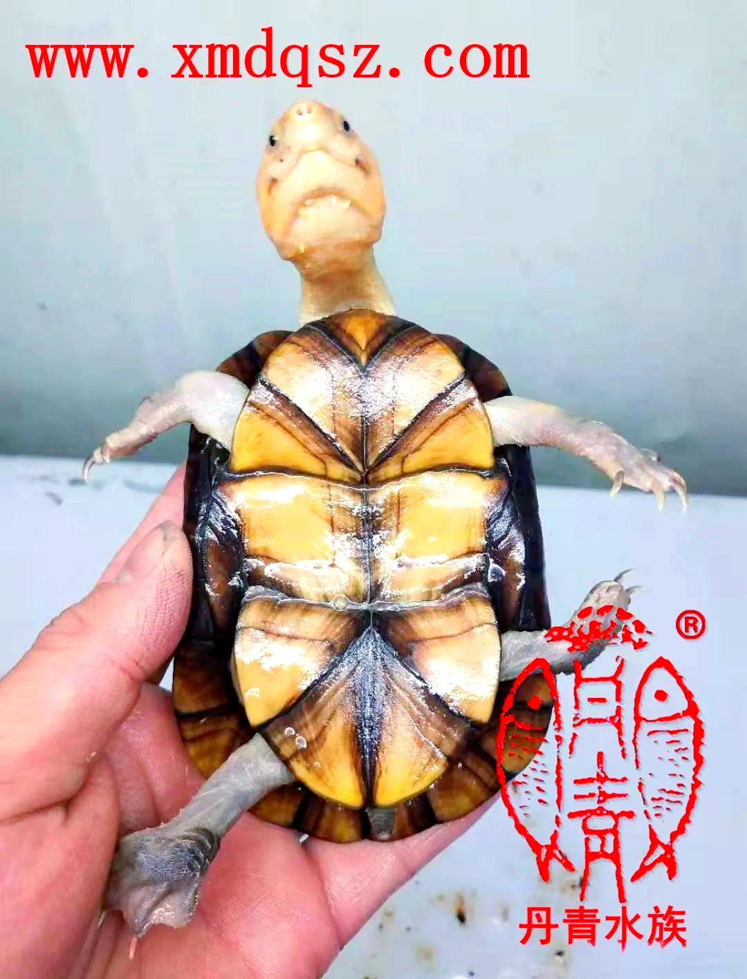 红面泥龟:一种珍贵且具有观赏性的深水龟品种