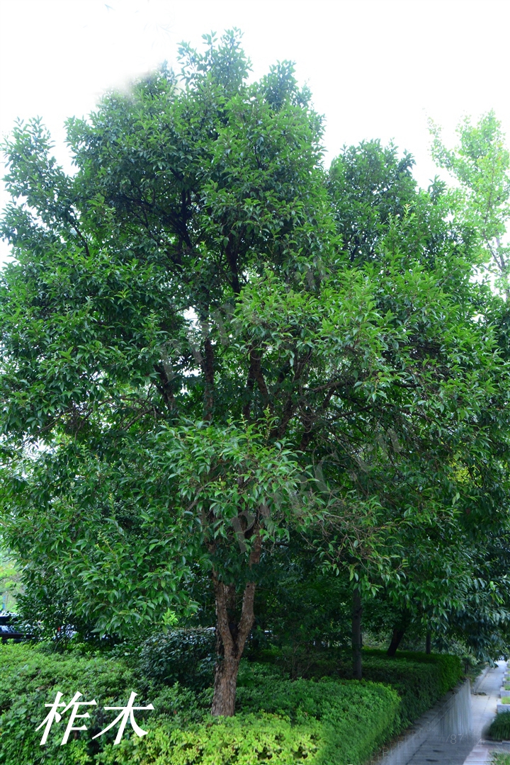 《诗经》里的植物辨识(十九)柞木属之棫,柞,栎