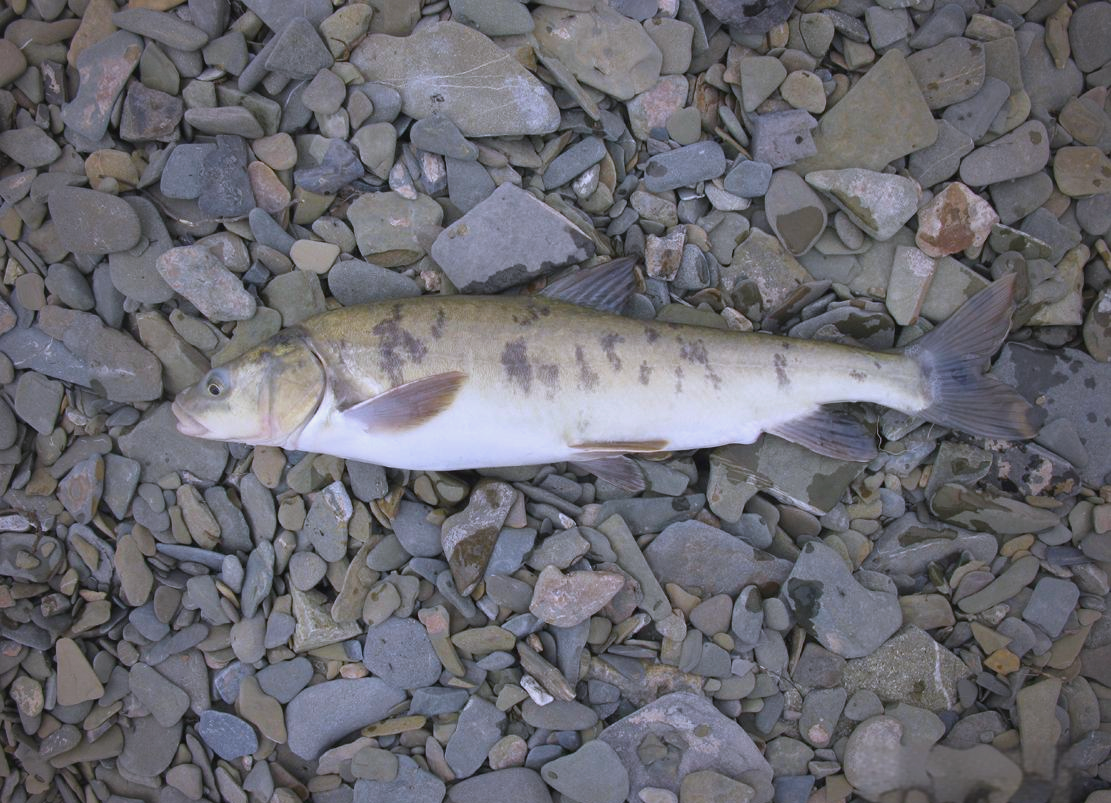 青海各地湟鱼多样,你了解多少?