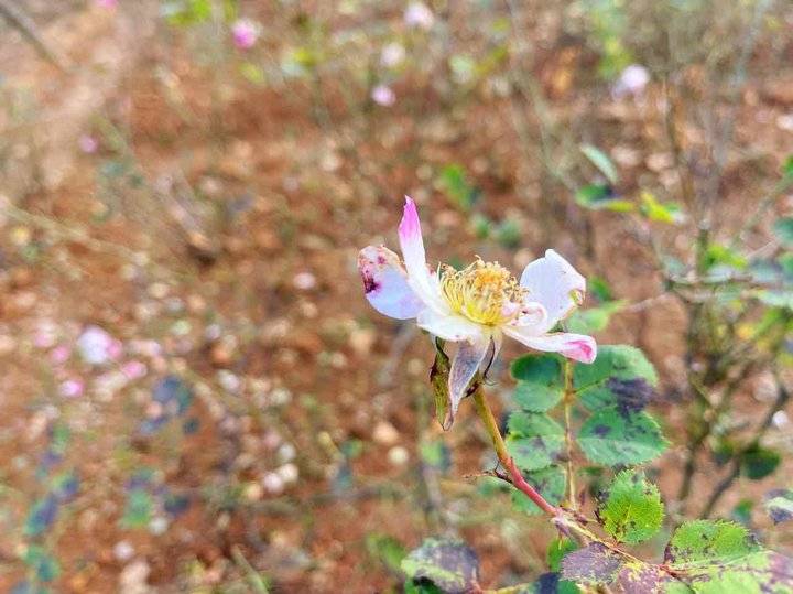 花叶相映,红衰翠减