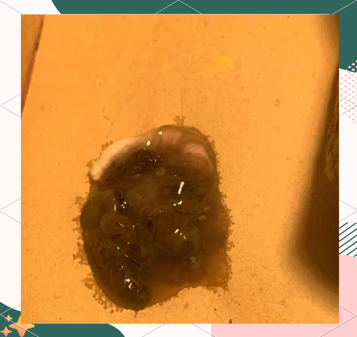 铲屎官必读:鬃狮蜥便便形态解析与健康指南