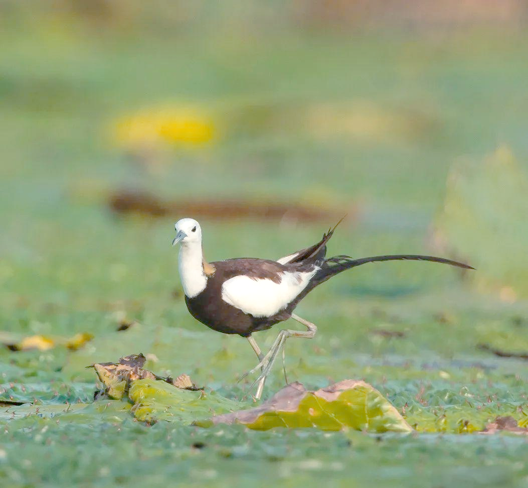 水雉:一种优雅的浅水区鸟类