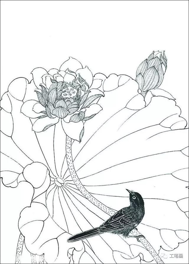 工笔线描素材(山水,花鸟)很实用哦