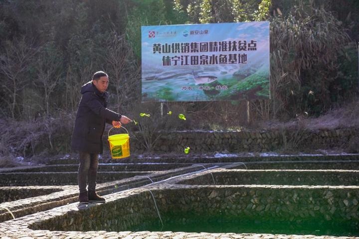 休宁泉水鱼图片