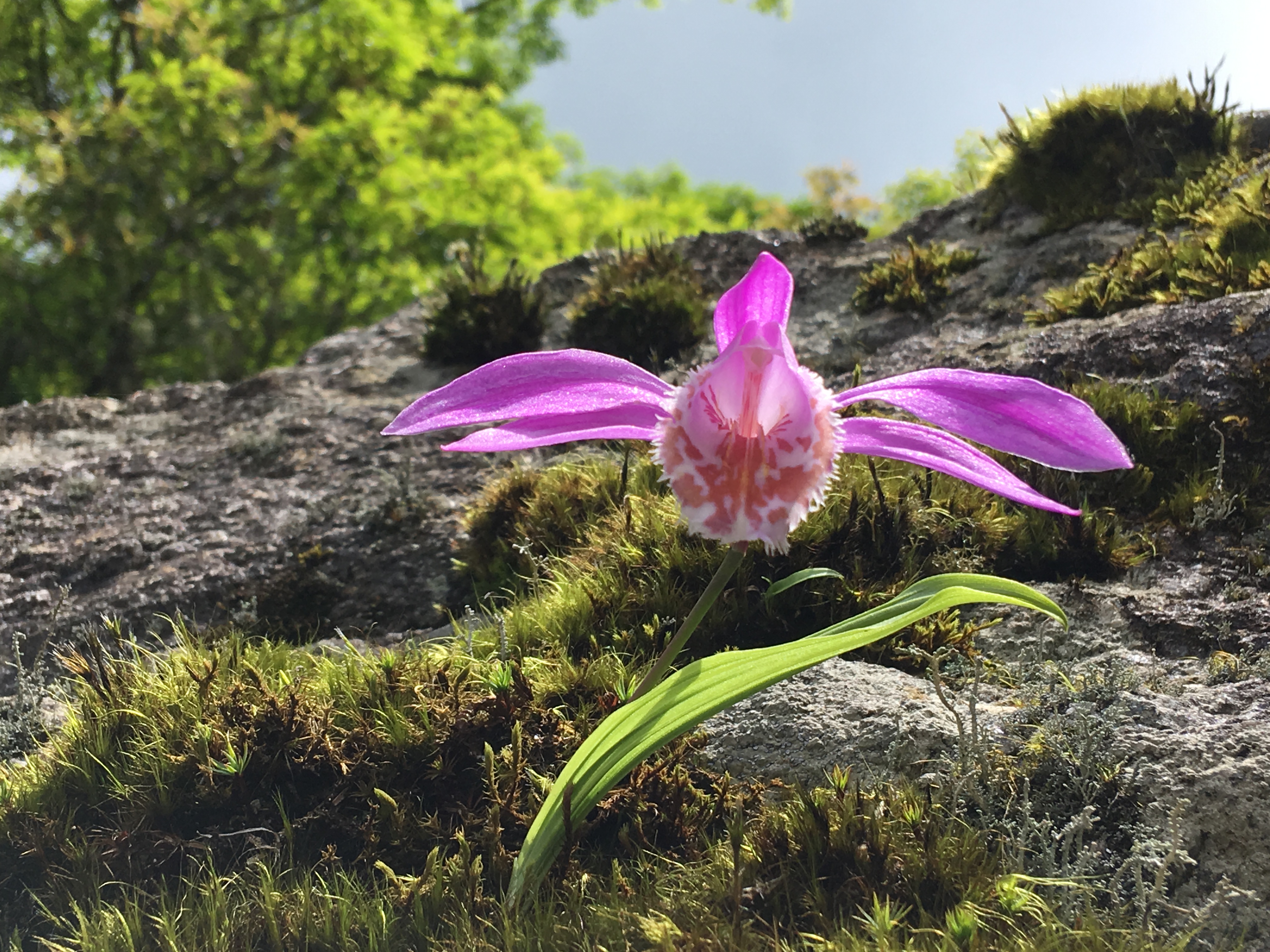 湖湘自然历丨林场寻花⑩空谷幽兰,与世无争
