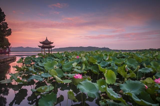 杭州美景自然红,风情万种佳丽影暖风熏得游人醉,西湖荷花妩媚情