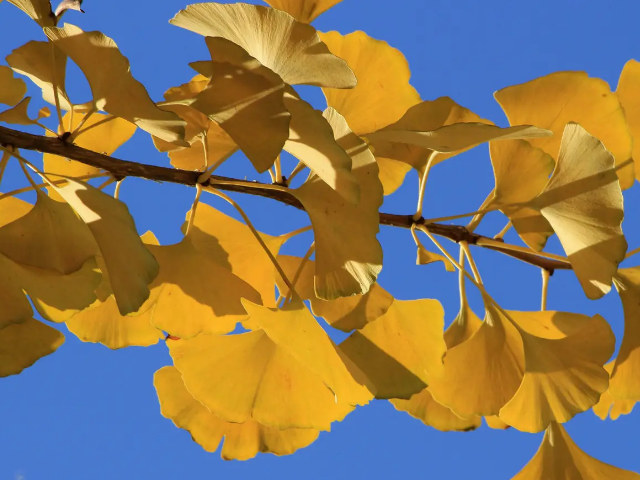 银杏叶的脉序为