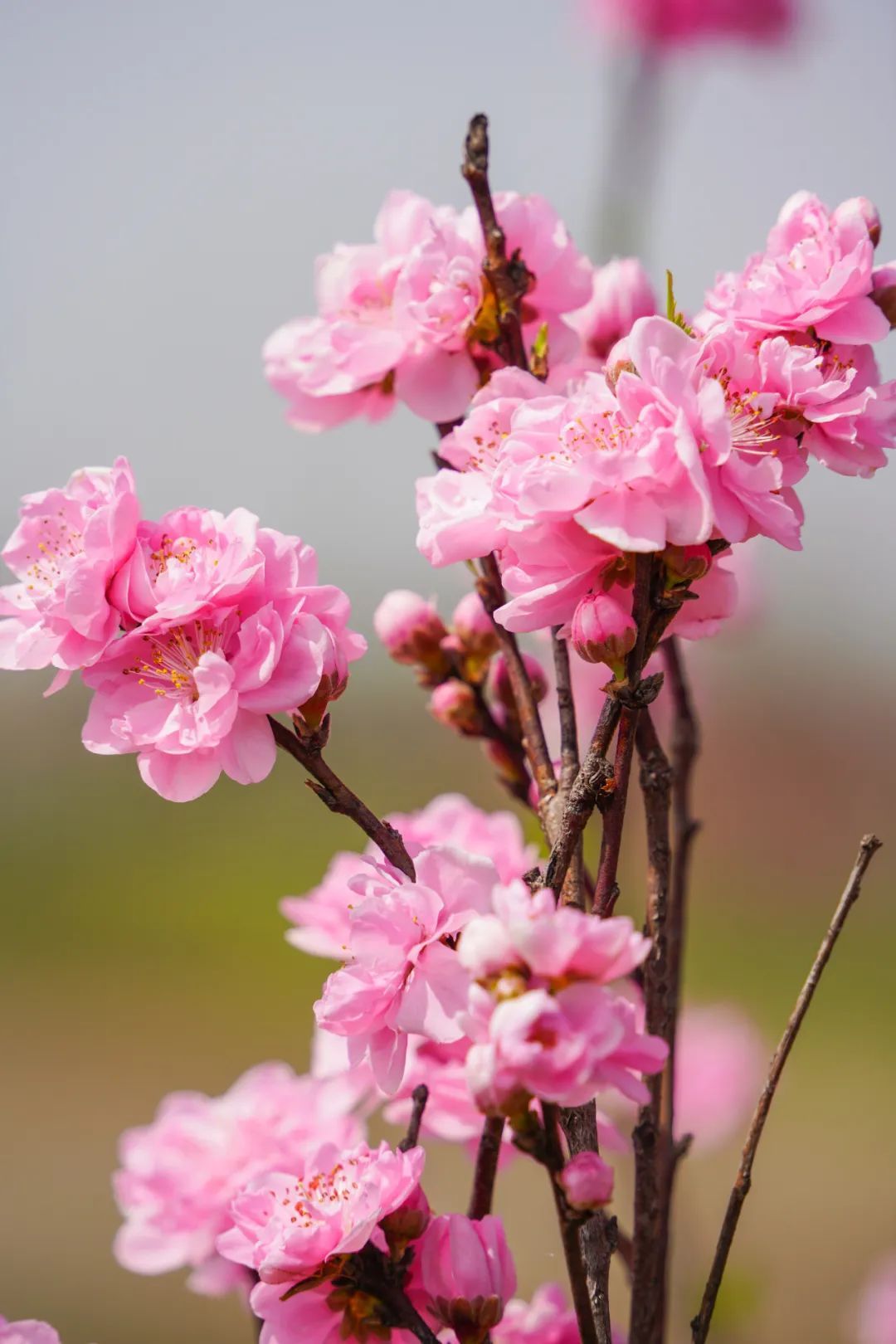 桃花壁纸竖屏图片