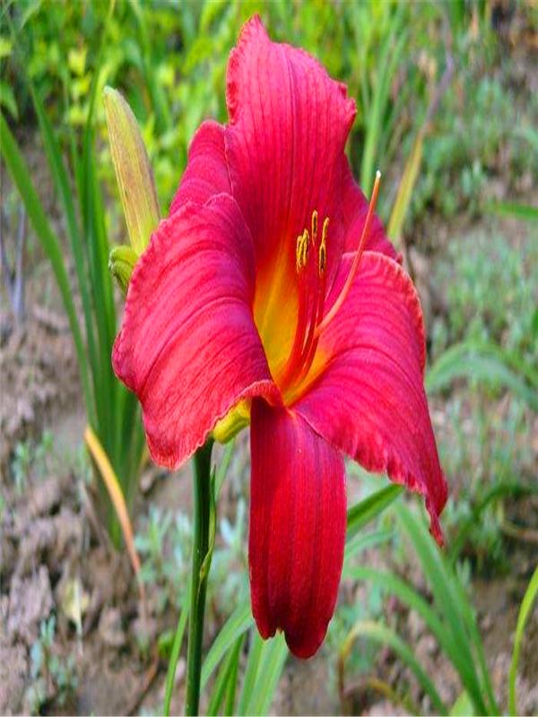 红宝石萱草和金娃娃萱草