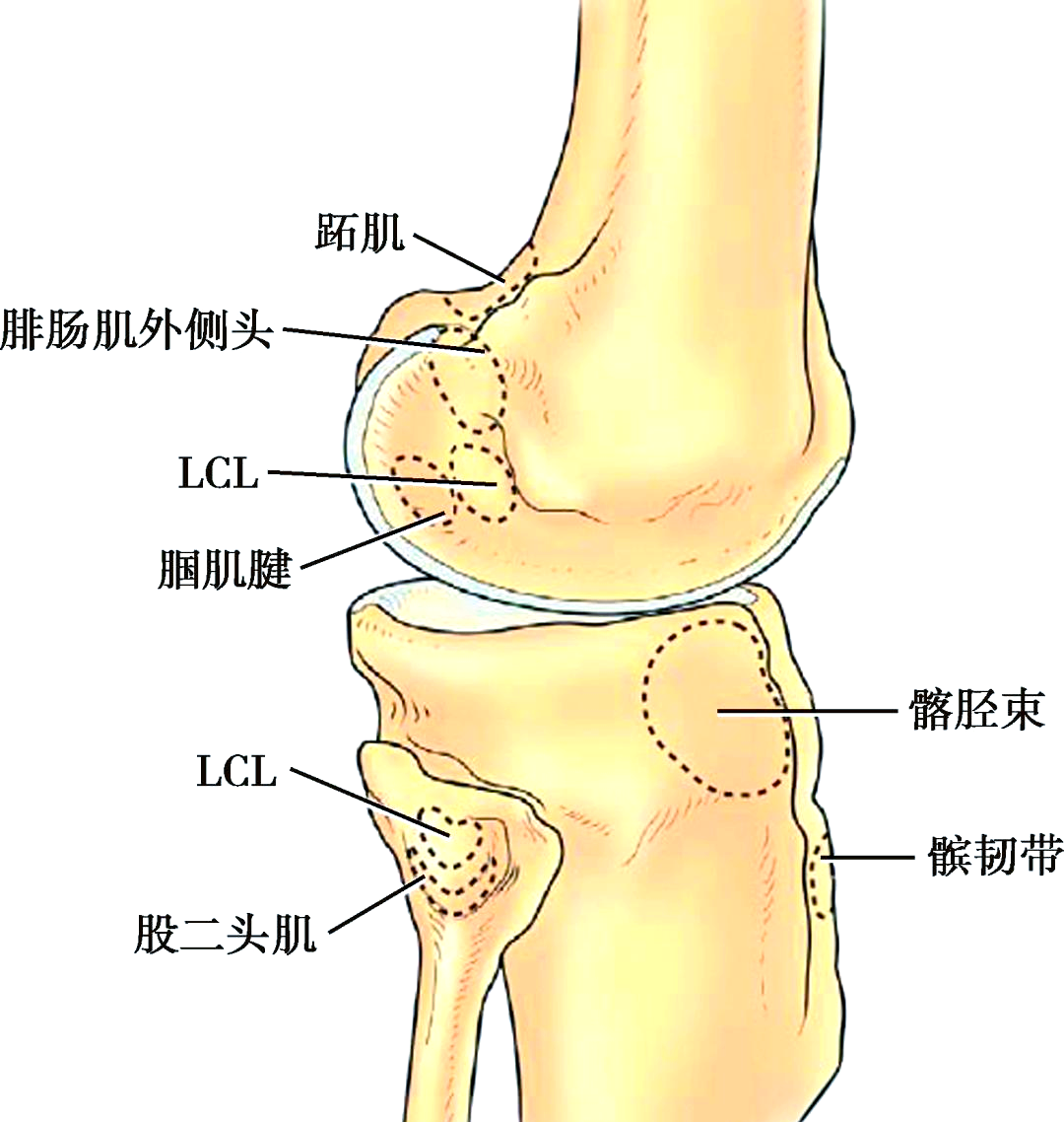 膝关节解剖结构及其对治疗的意义