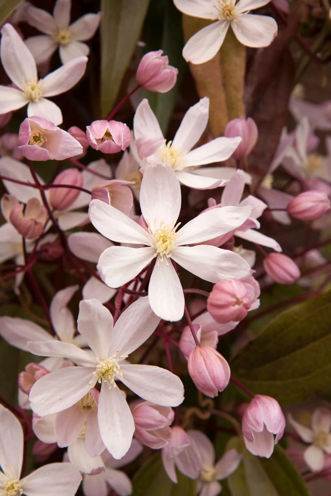 网红铁线莲|苹果花,一不小心就开爆成花墙!(附开爆花的秘诀)