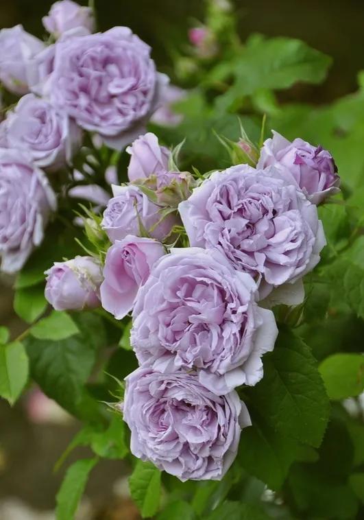 蓝色天空(le ciel bleu)