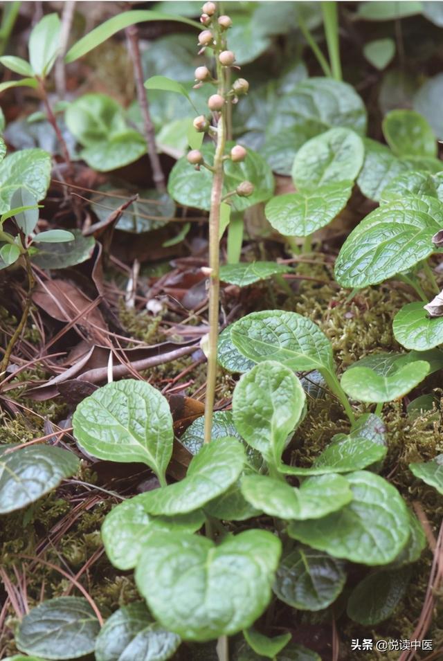 鹿衔草的临床妙用