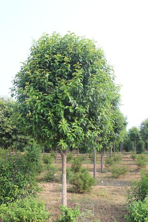 2023年各地大叶女贞工程采购价一览,你家的能卖多少钱一棵?