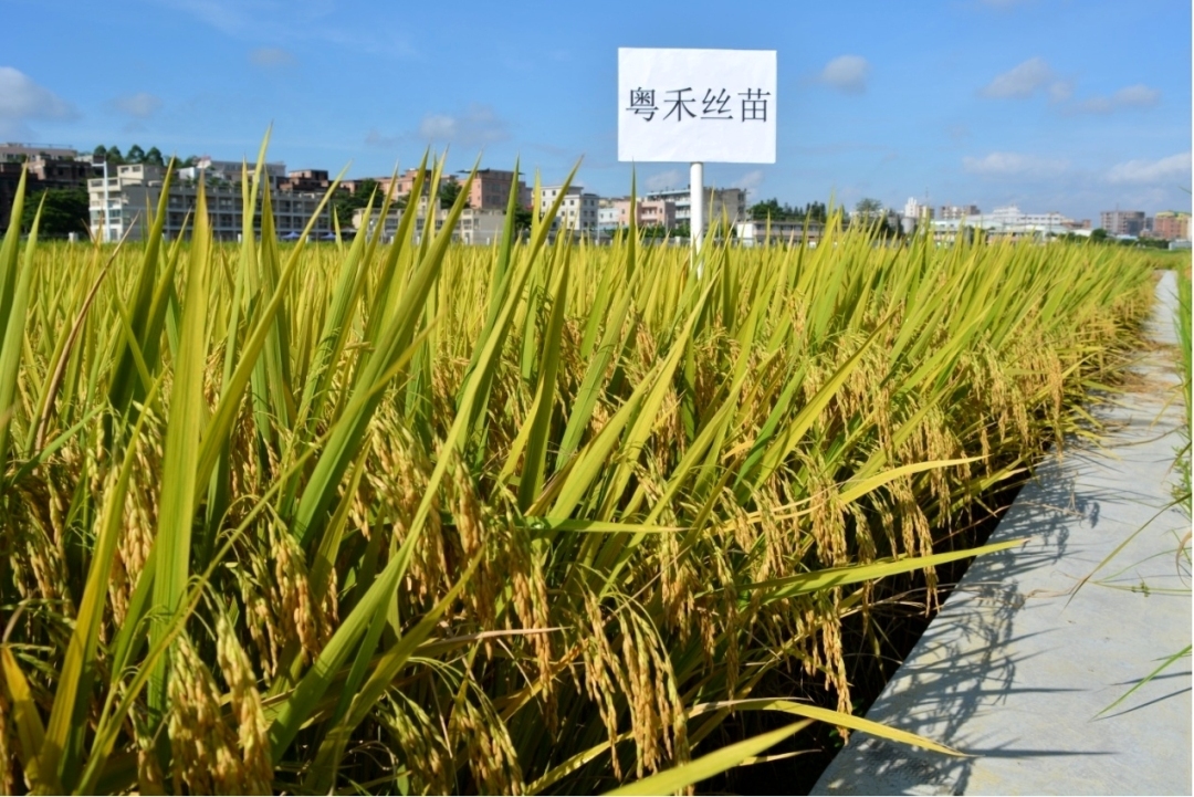 广东省农科所种苗基地图片