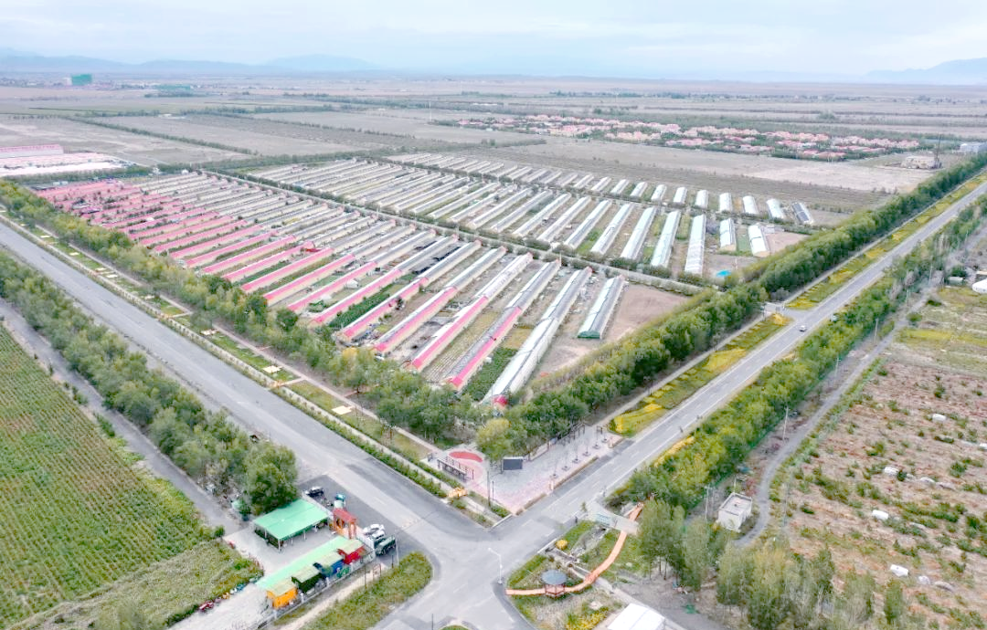 西山农牧场的辉煌70年:产业振兴与乡村振兴的共鸣