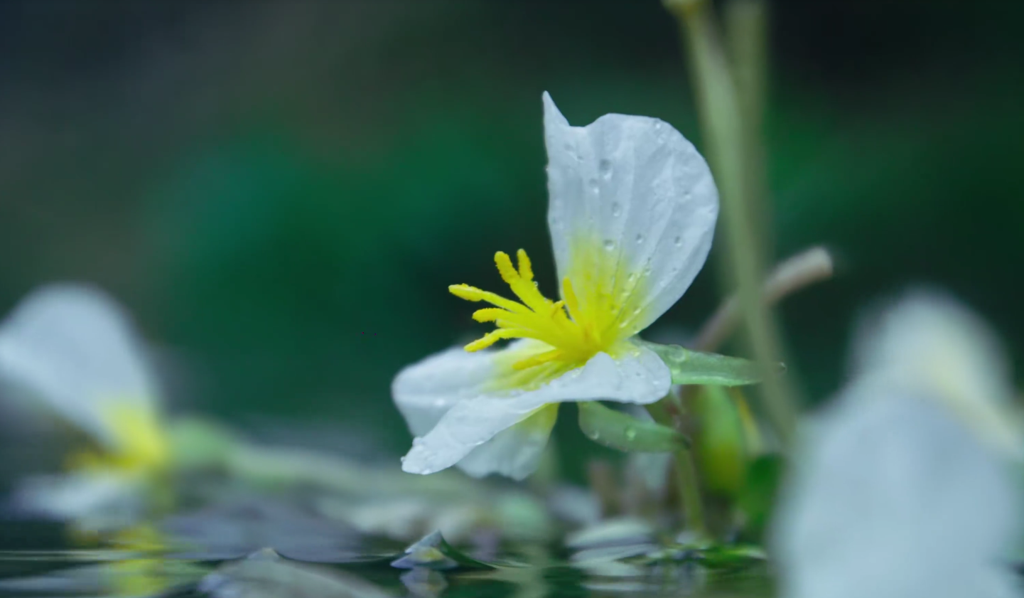 水性杨花,一个贬义词,也是一种植物
